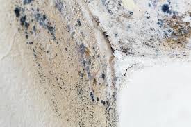 Why You Should Choose Our Mold Remediation Services in Ogden, IA